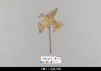 藏品(泰國小檯皮影戲偶)的圖片